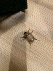 Cyclocephala signaticollis