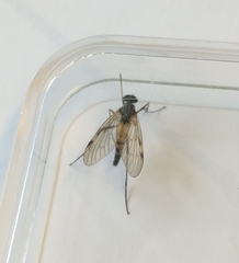 Rhagionidae