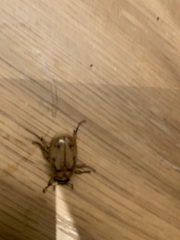 Cyclocephala signaticollis