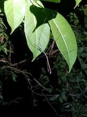 Candovia annulata