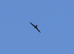 Aerodramus terraereginae