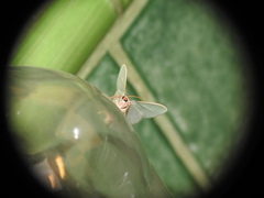Phaiogramma etruscaria
