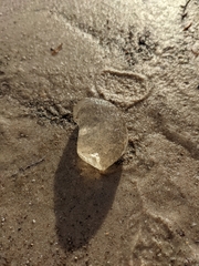 Catostylus