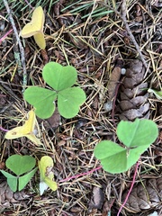 Oxalis oregana