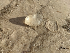 Catostylus