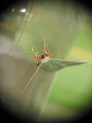 Phaiogramma etruscaria