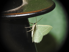 Phaiogramma etruscaria