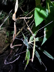 Candovia annulata