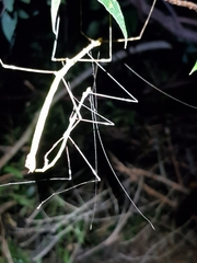 Candovia annulata