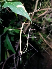 Candovia annulata