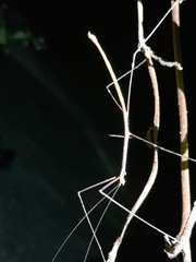 Candovia annulata