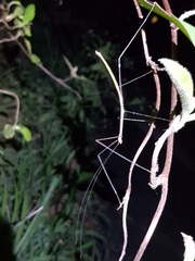 Candovia annulata