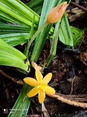 Curculigo orchioides