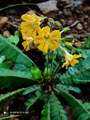 Biophytum sensitivum
