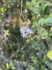 Carissa bispinosa