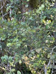 Carissa bispinosa