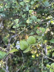 Carissa bispinosa
