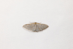Idaea coercita