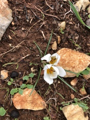 Crocus hyemalis