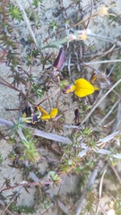 Aspalathus retroflexa