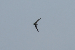 Hirundapus caudacutus