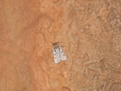 Amphipyra effusa