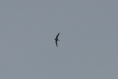 Hirundapus caudacutus