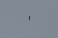 Hirundapus caudacutus