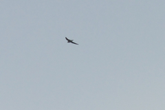 Hirundapus caudacutus