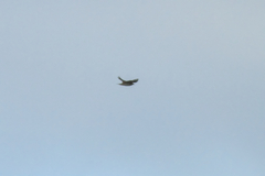 Hirundapus caudacutus