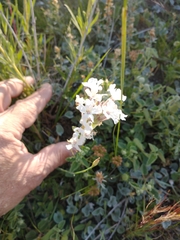 Glandularia platensis