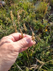 Chascolytrum subaristatum