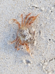 Polybius henslowii