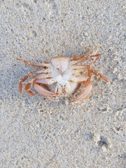 Polybius henslowii