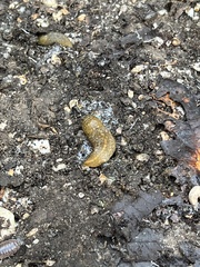 Limacus