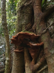Ganoderma australe
