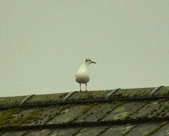 Chroicocephalus ridibundus