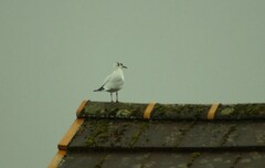 Chroicocephalus ridibundus