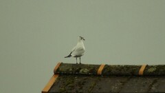 Chroicocephalus ridibundus