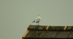 Chroicocephalus ridibundus