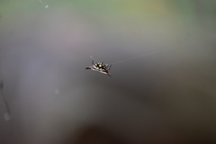 Gasteracantha geminata