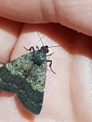 Hydrillodes lentalis