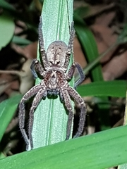 Heteropoda distincta