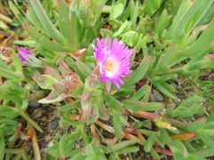 Carpobrotus rossii