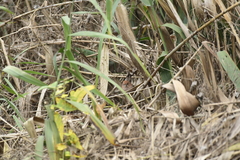 Sinosuthora webbiana