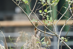 Phoenicurus auroreus