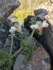 Blumenbachia insignis