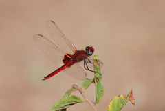 Urothemis assignata