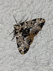 Prochasma dentilinea