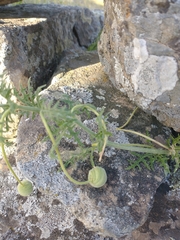 Blumenbachia insignis